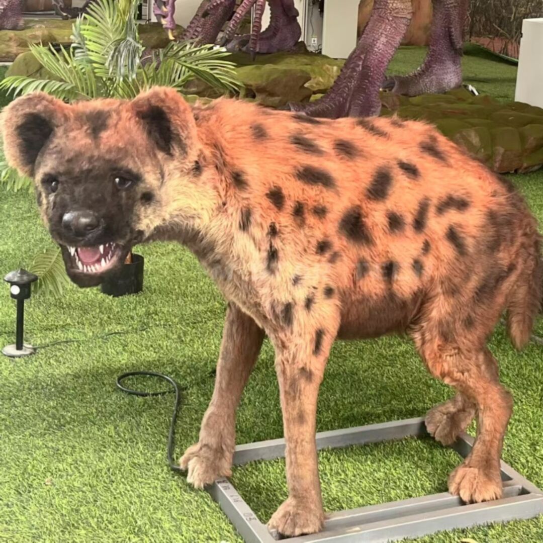 Spotted Hyena