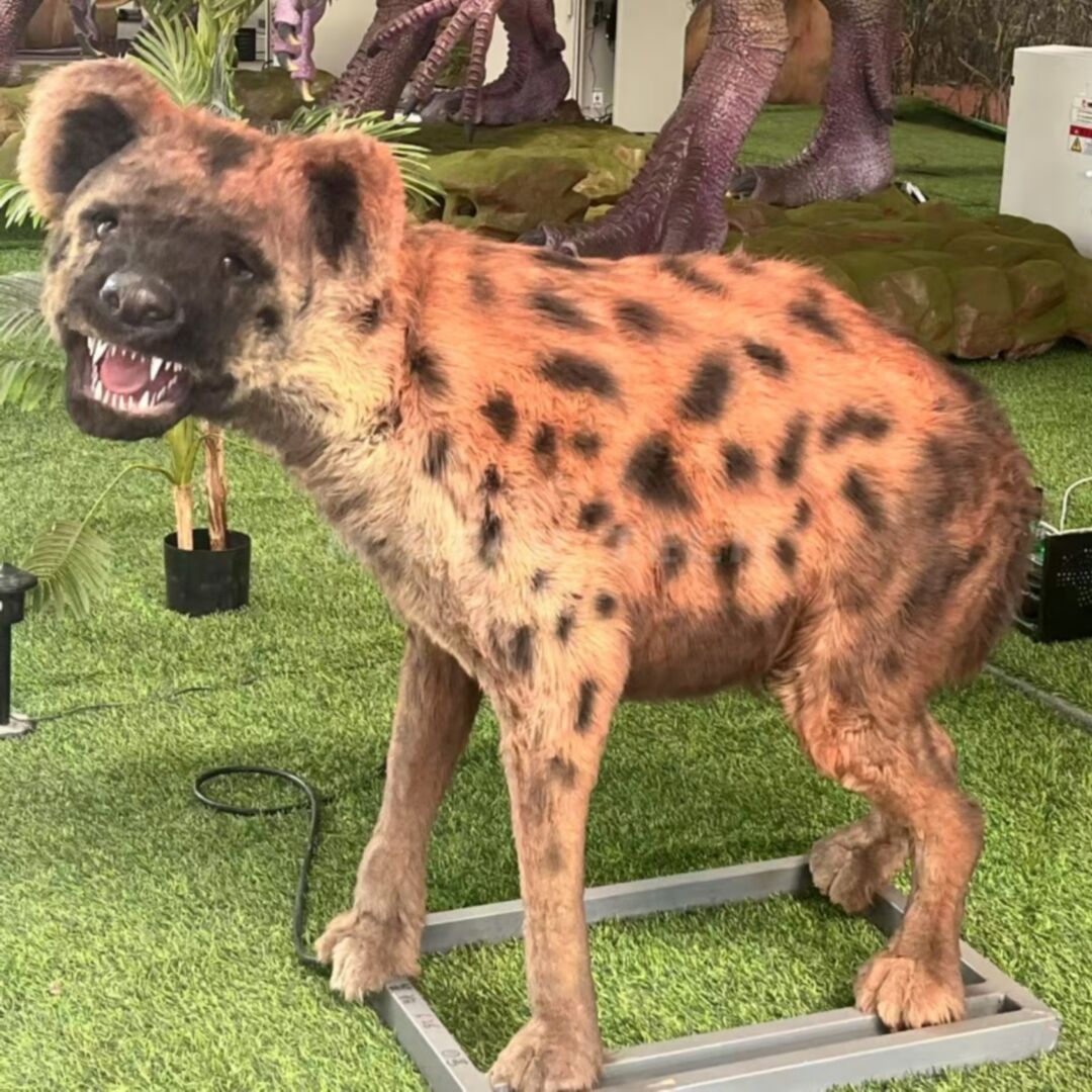 Spotted Hyena