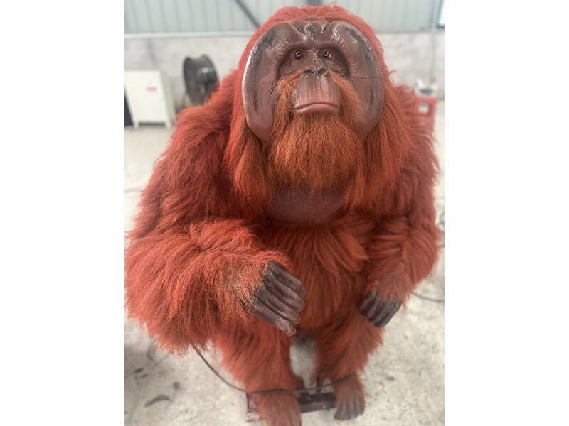 orangutan