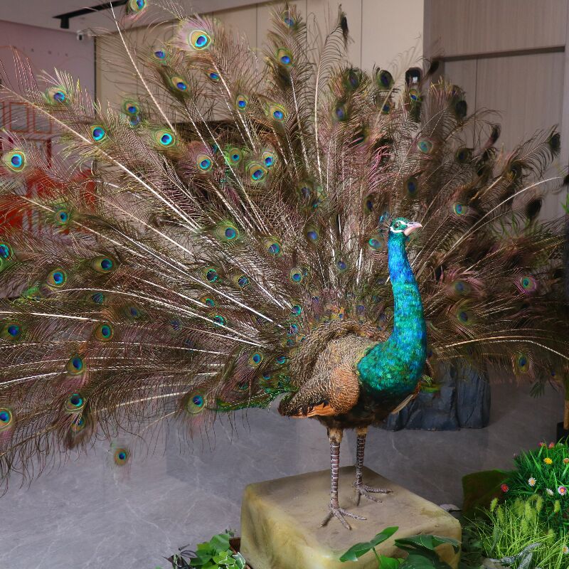 peacock